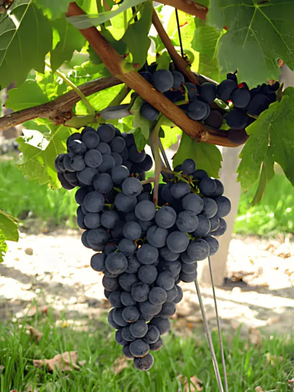 Ripening Continues
