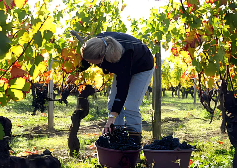 The 2008 Harvest
