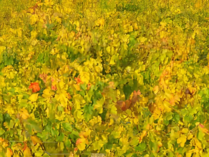 Encore: Autumnal Colors