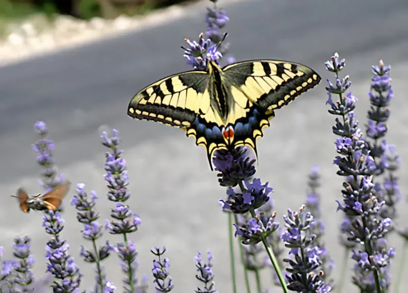 Life in our Lavender