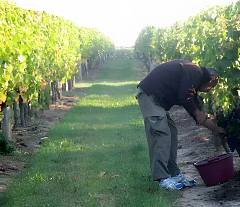 Hand Harvest 2009