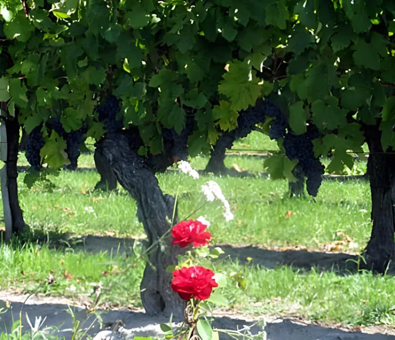 All the grapes are in!