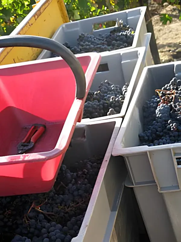 Harvest 2010