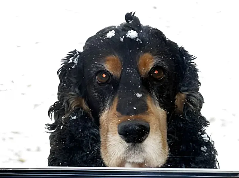 December Snow