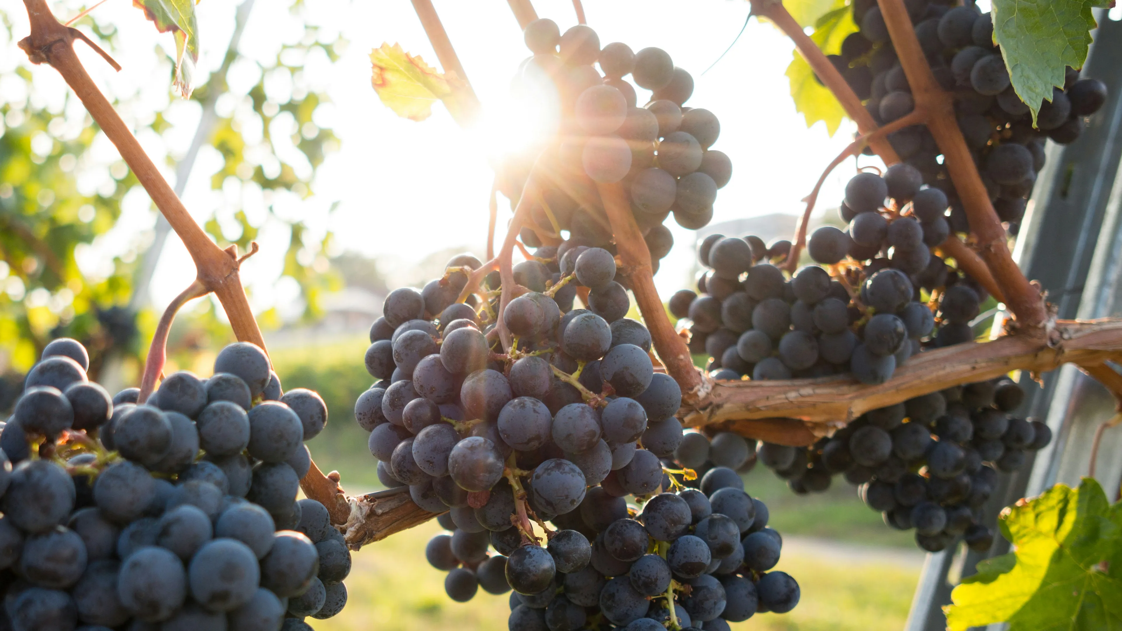 A close-up of sun-ripened red grapes on the vine in the Château Plaisance vineyard, showcasing the quality and terroir that are the foundation of our family's traditional Saint-Émilion Grand Cru Bordeaux wine.