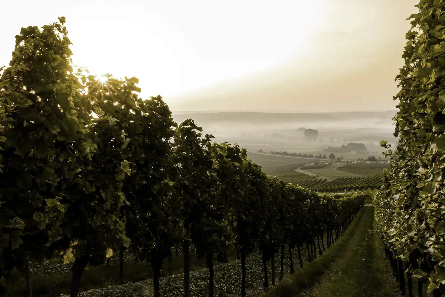 Château Plaisance Saint-Émilion Grand Cru wine and vineyard news updates
