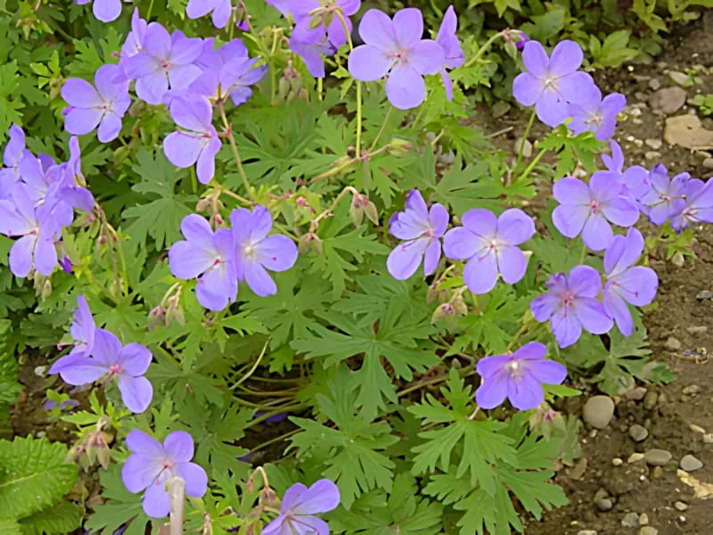A photograph at Château Plaisance showing Johnson's Blue in full bloom, one of the most popular blue-flowered geraniums. It first appeared in English gardens in the 1950s.