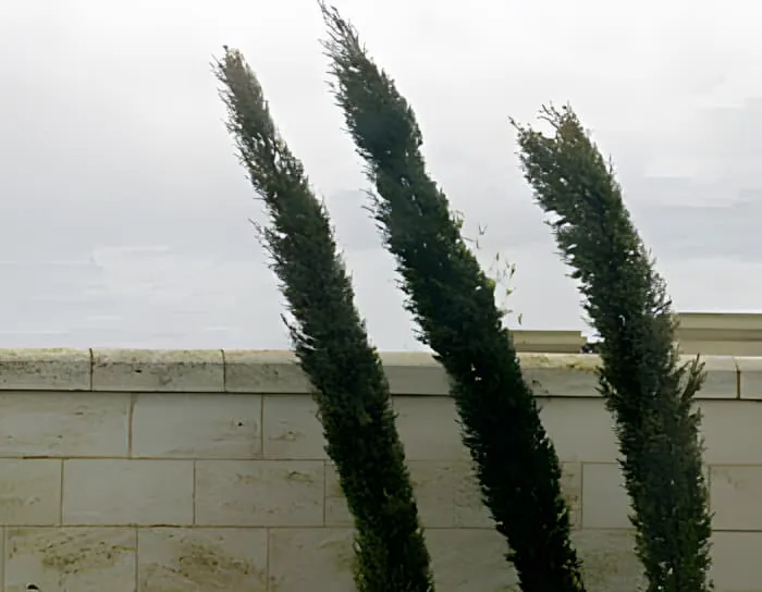 Three tall cypress trees bending dramatically in strong wind against a gray, stormy sky.