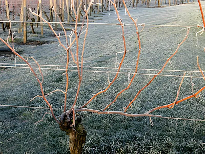 Eine Nahaufnahme einer ruhenden Rebe im Winter, vor dem Beschneiden, mit mehreren Ruten, die sich vom Hauptstamm erstrecken.