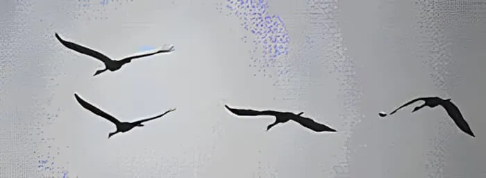 Vier Kraniche fliegen in Formation gegen einen grauen Himmel, zeigen ihre charakteristischen langen Hälse und Flügelspannweite während der Migration.