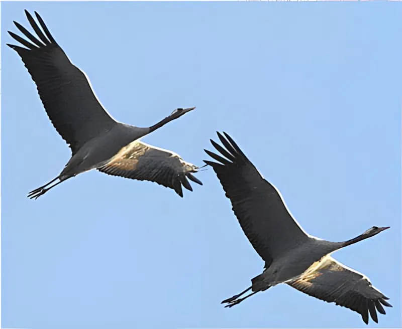 Zwei große Kraniche mit voll ausgestreckten Flügeln fliegen gegen einen klaren blauen Himmel, zeigen ihre beeindruckende Größe und Anmut.
