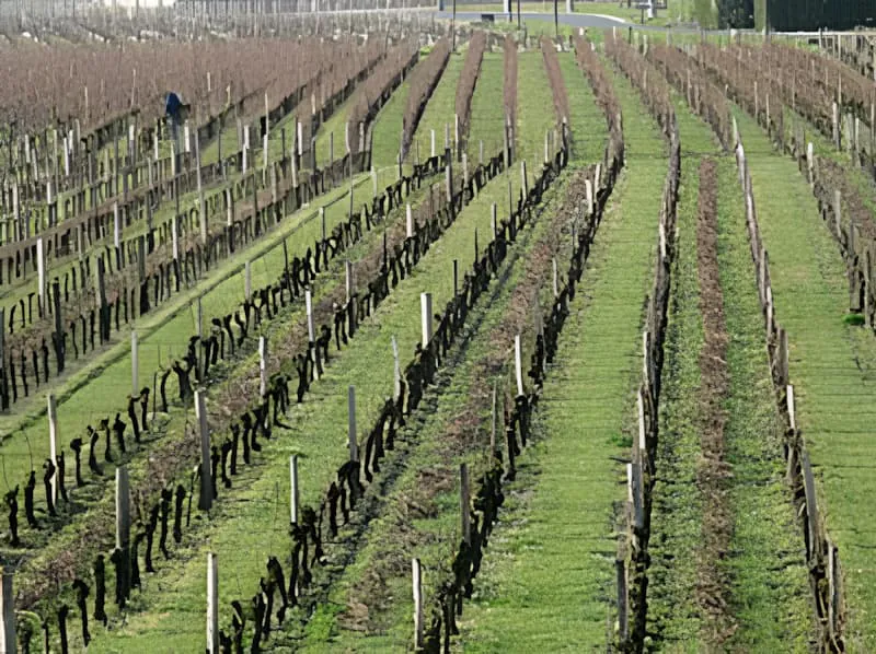 Une vue longue d'un vignoble au début du printemps, avec des rangées de vignes taillées et du bois tiré attendant d'être broyé.