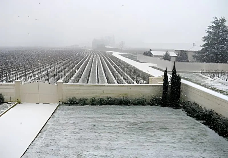 A panoramic view of snow-covered vineyard rows stretching into the distance, with buildings and trees visible under an overcast winter sky.