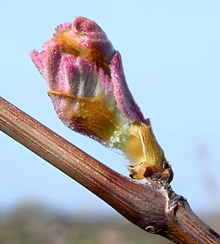 Un gros plan d'un bourgeon de vigne avec des feuilles émergentes colorées rouge-violet et orange se déployant de la branche, montrant les couleurs vives de la nouvelle croissance printanière.