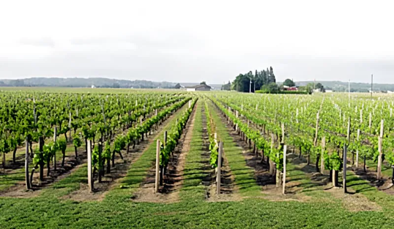 Rangées soignées de jeunes vignes s'étendant à travers un champ sous un ciel couvert, montrant l'aménagement organisé du vignoble pendant la saison de croissance.