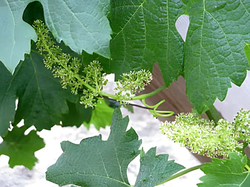 Gros plan de feuilles de vigne et de grappes de fleurs montrant les petites fleurs blanches qui se développeront en raisins.