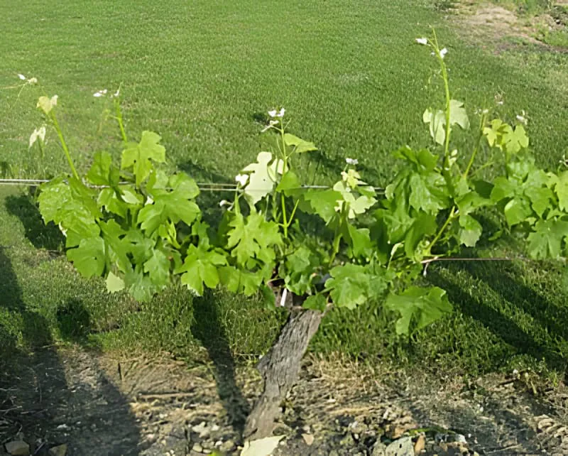 Une seule vigne avec de grandes feuilles vertes et des vrilles visibles s'étendant, plantée dans un sol riche avec d'autres vignes en arrière-plan.