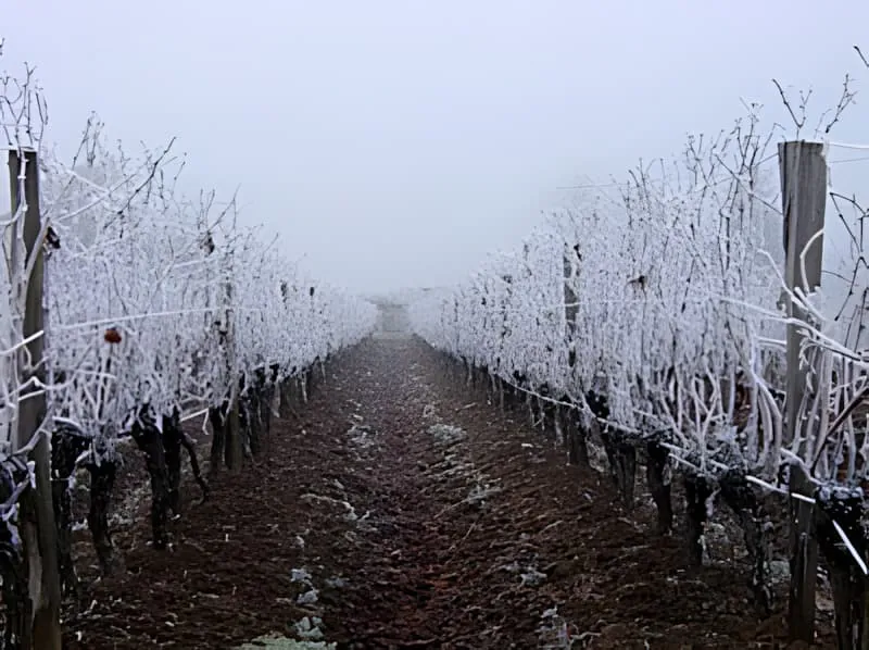Frostbedeckte Weinbergreihen gehüllt in Winternebel während der Feiertage