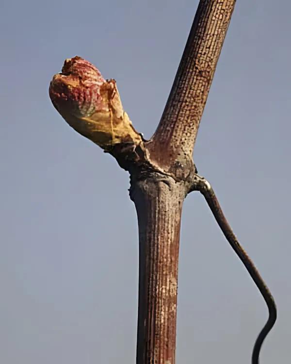 Gros plan d'un bourgeon de vigne montrant l'émergence de la croissance printanière « pointe verte »