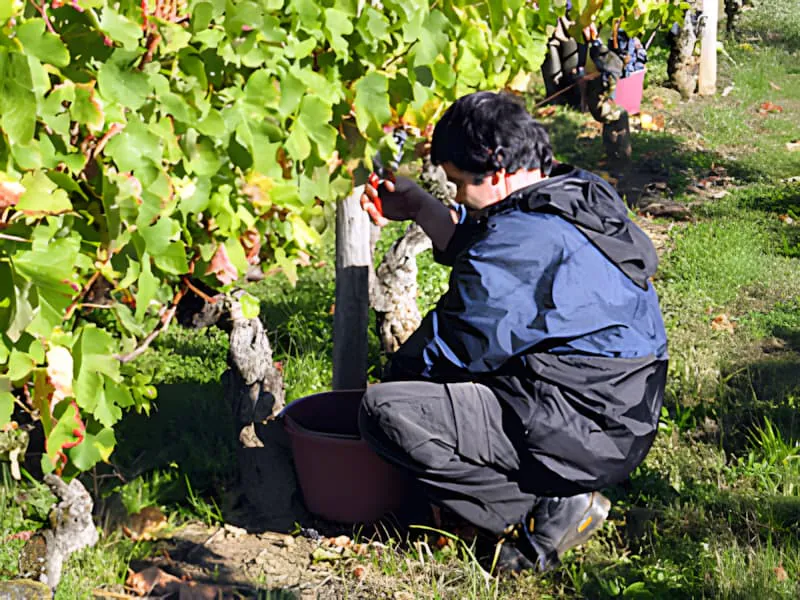 Ein Weinbergarbeiter erntet dunkelviolette Trauben von Hand von einer Rebe in einen Eimer.